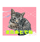 保護猫つくねのスタンプ（個別スタンプ：4）