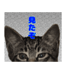 保護猫つくねのスタンプ（個別スタンプ：5）