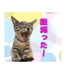 保護猫つくねのスタンプ（個別スタンプ：6）