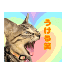 保護猫つくねのスタンプ（個別スタンプ：7）