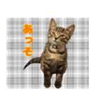 保護猫つくねのスタンプ（個別スタンプ：8）