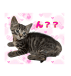 保護猫つくねのスタンプ（個別スタンプ：9）