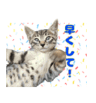 保護猫つくねのスタンプ（個別スタンプ：10）