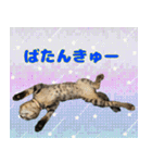 保護猫つくねのスタンプ（個別スタンプ：11）