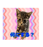 保護猫つくねのスタンプ（個別スタンプ：12）