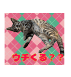 保護猫つくねのスタンプ（個別スタンプ：13）