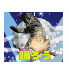 保護猫つくねのスタンプ（個別スタンプ：14）