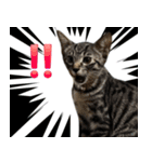 保護猫つくねのスタンプ（個別スタンプ：15）