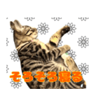 保護猫つくねのスタンプ（個別スタンプ：16）