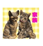 保護猫つくねのスタンプ（個別スタンプ：18）