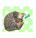 保護猫つくねのスタンプ（個別スタンプ：19）
