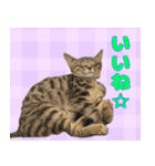 保護猫つくねのスタンプ（個別スタンプ：21）