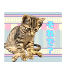 保護猫つくねのスタンプ（個別スタンプ：22）