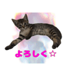 保護猫つくねのスタンプ（個別スタンプ：23）