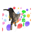 保護猫つくねのスタンプ（個別スタンプ：24）