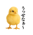 【煽る・罵倒】可愛いヒヨコと鶏＠日常会話（個別スタンプ：1）