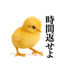 【煽る・罵倒】可愛いヒヨコと鶏＠日常会話（個別スタンプ：3）