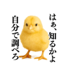 【煽る・罵倒】可愛いヒヨコと鶏＠日常会話（個別スタンプ：4）