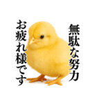 【煽る・罵倒】可愛いヒヨコと鶏＠日常会話（個別スタンプ：5）