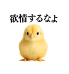 【煽る・罵倒】可愛いヒヨコと鶏＠日常会話（個別スタンプ：6）