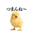 【煽る・罵倒】可愛いヒヨコと鶏＠日常会話（個別スタンプ：8）