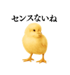 【煽る・罵倒】可愛いヒヨコと鶏＠日常会話（個別スタンプ：11）