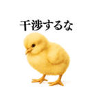 【煽る・罵倒】可愛いヒヨコと鶏＠日常会話（個別スタンプ：12）