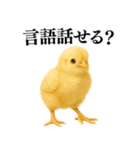 【煽る・罵倒】可愛いヒヨコと鶏＠日常会話（個別スタンプ：16）