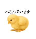 【煽る・罵倒】可愛いヒヨコと鶏＠日常会話（個別スタンプ：17）