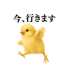 【煽る・罵倒】可愛いヒヨコと鶏＠日常会話（個別スタンプ：19）