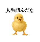 【煽る・罵倒】可愛いヒヨコと鶏＠日常会話（個別スタンプ：23）