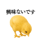【煽る・罵倒】可愛いヒヨコと鶏＠日常会話（個別スタンプ：24）