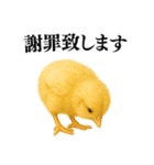 【煽る・罵倒】可愛いヒヨコと鶏＠日常会話（個別スタンプ：28）