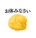 【煽る・罵倒】可愛いヒヨコと鶏＠日常会話（個別スタンプ：33）
