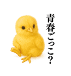 【煽る・罵倒】可愛いヒヨコと鶏＠日常会話（個別スタンプ：34）