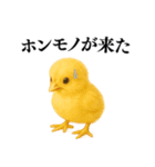 【煽る・罵倒】可愛いヒヨコと鶏＠日常会話（個別スタンプ：35）