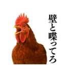 【煽る・罵倒】可愛いヒヨコと鶏＠日常会話（個別スタンプ：36）