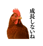 【煽る・罵倒】可愛いヒヨコと鶏＠日常会話（個別スタンプ：37）