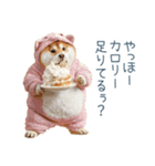 実写デブ柴犬【面白い・ダイエット】（個別スタンプ：2）