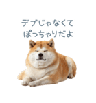 実写デブ柴犬【面白い・ダイエット】（個別スタンプ：5）