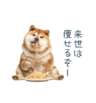 実写デブ柴犬【面白い・ダイエット】（個別スタンプ：8）