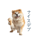 実写デブ柴犬【面白い・ダイエット】（個別スタンプ：9）
