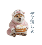 実写デブ柴犬【面白い・ダイエット】（個別スタンプ：11）