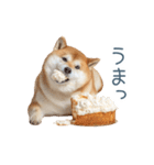 実写デブ柴犬【面白い・ダイエット】（個別スタンプ：13）
