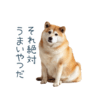 実写デブ柴犬【面白い・ダイエット】（個別スタンプ：14）