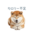 実写デブ柴犬【面白い・ダイエット】（個別スタンプ：15）