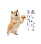 実写デブ柴犬【面白い・ダイエット】（個別スタンプ：16）