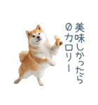 実写デブ柴犬【面白い・ダイエット】（個別スタンプ：17）