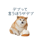 実写デブ柴犬【面白い・ダイエット】（個別スタンプ：19）