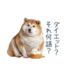 実写デブ柴犬【面白い・ダイエット】（個別スタンプ：20）